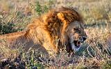 TANZANIA - Serengeti National Park - Leoni Lions - 46